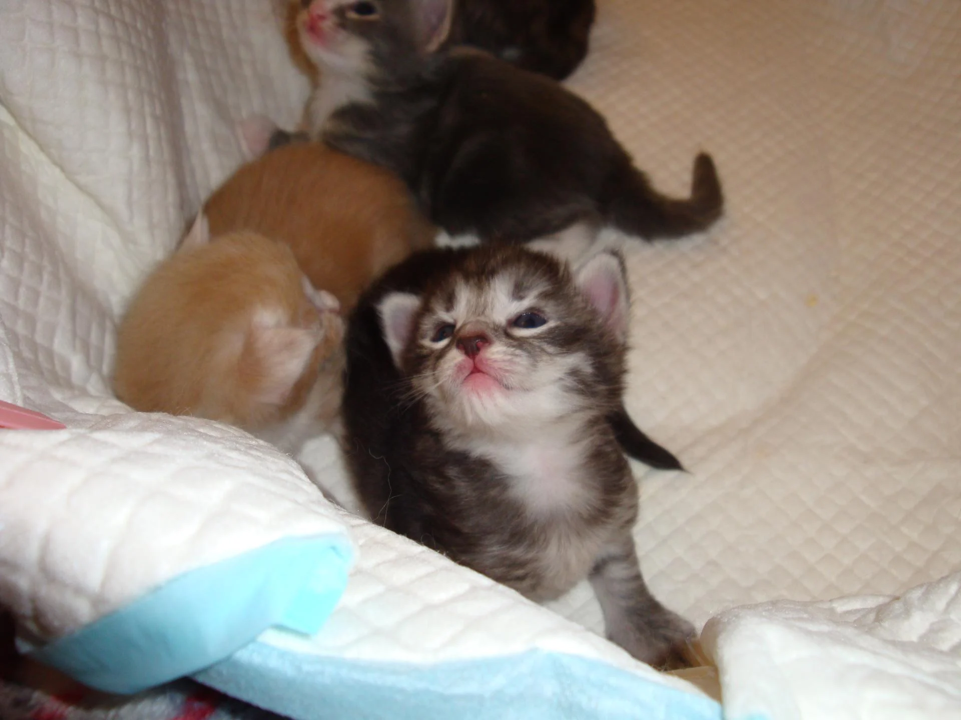Bb n°3 (black silver blotched tabby et blanc)...