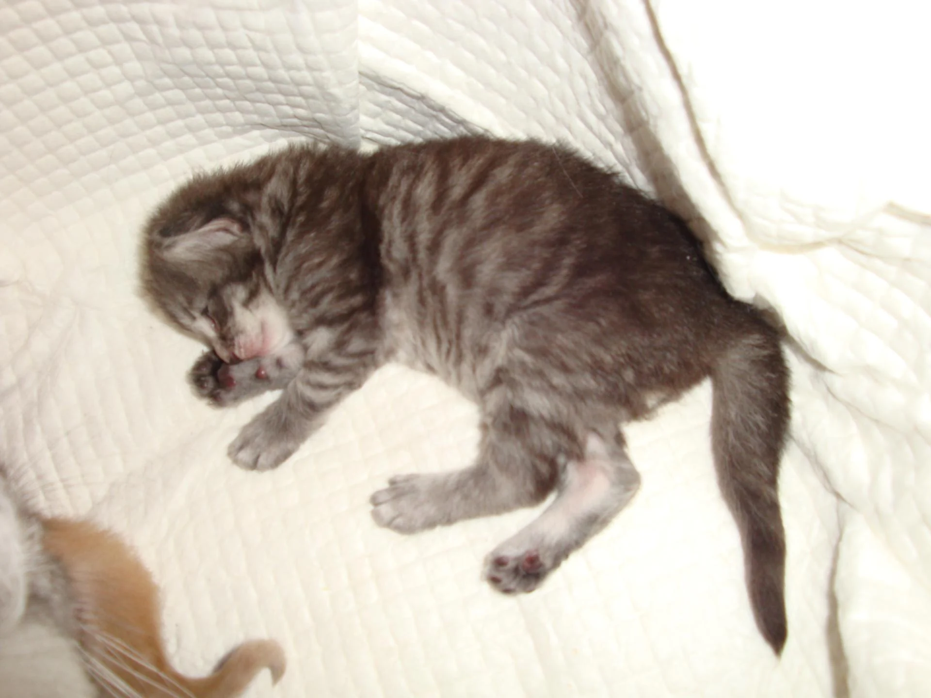 Bb n°2 (blue silver blotched tabby et blanc) très dodu!