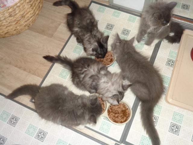 Repas de FAUVES!