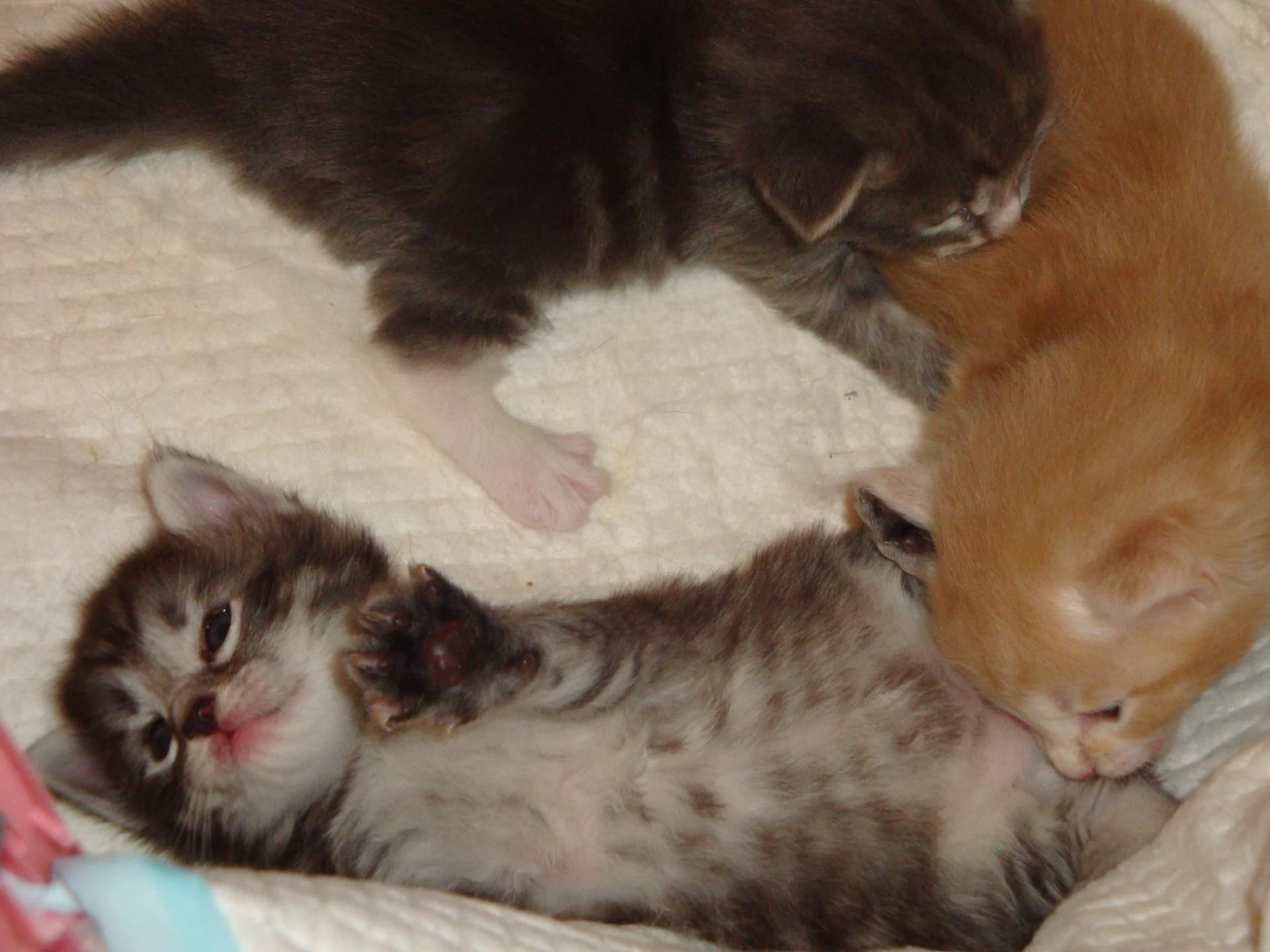 Le p'tit black silver! (bb n°3)