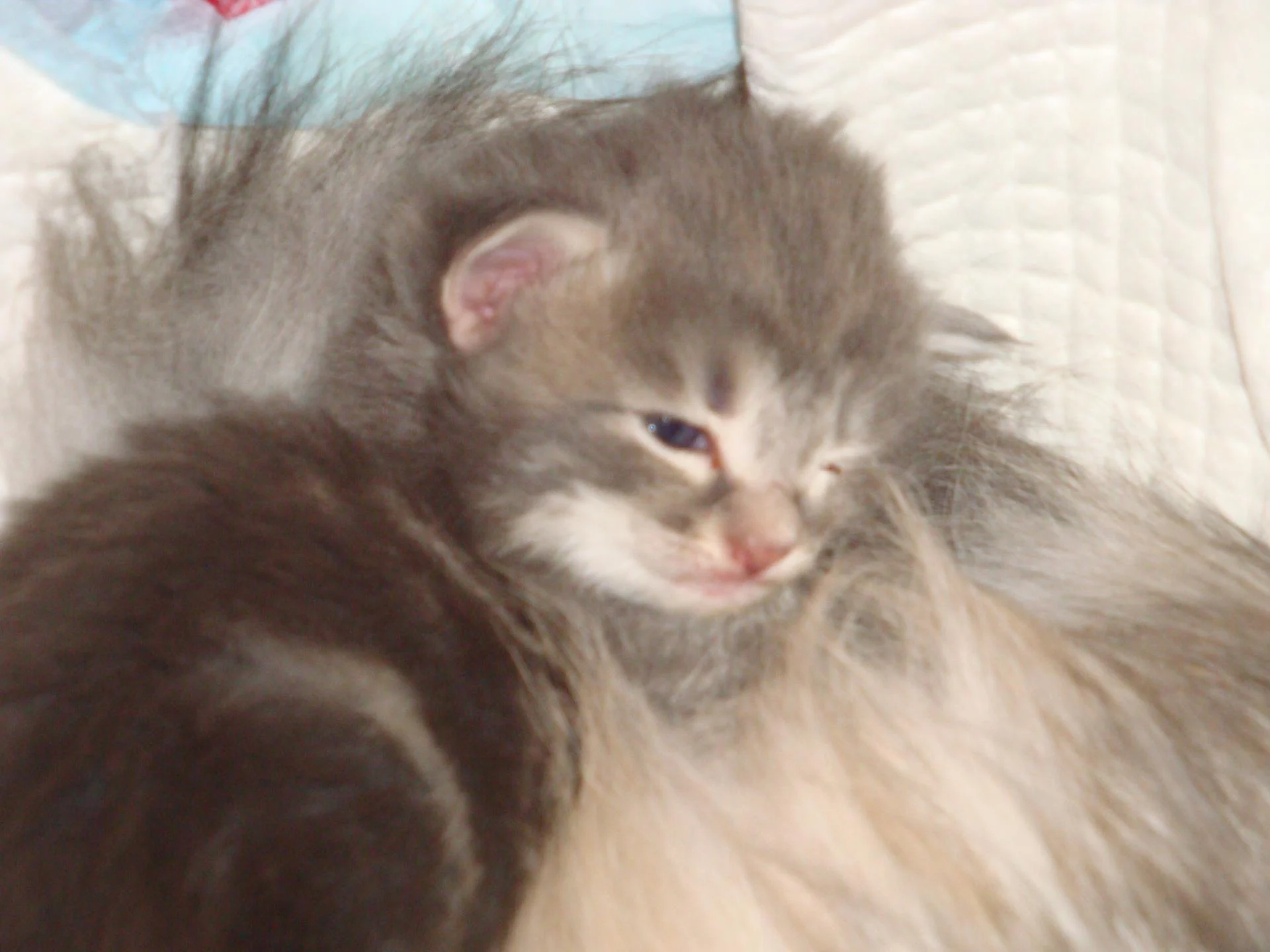 Petite fée ébourrifée!