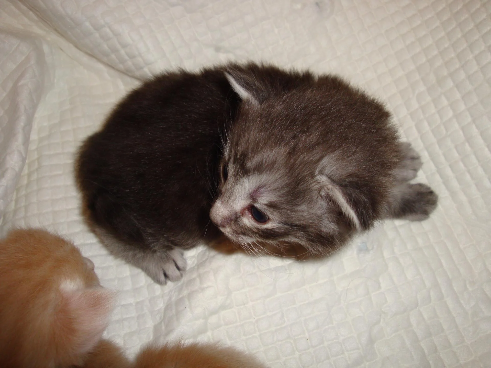 On m'appelle? (BB n° 3)