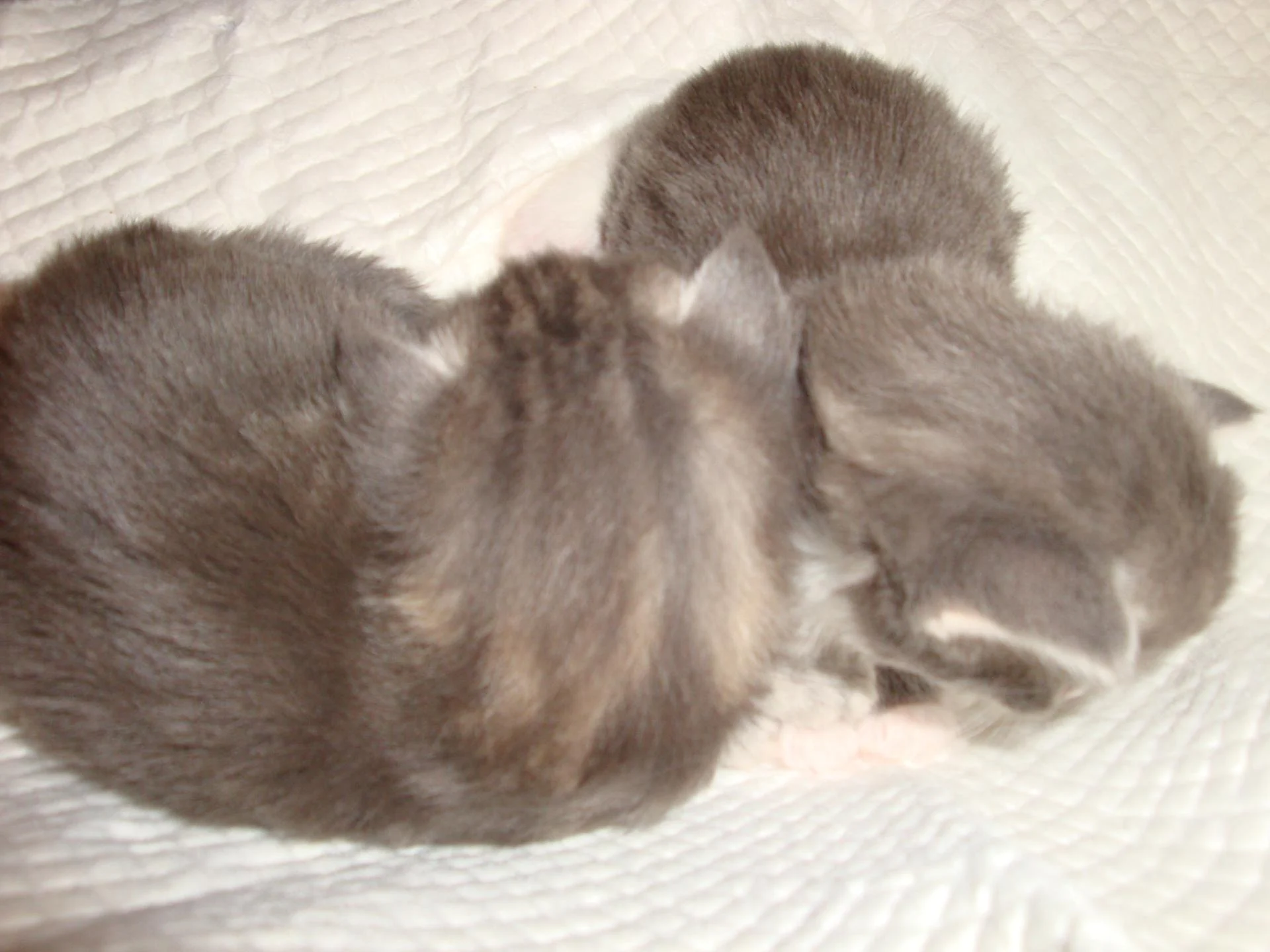 P'tit blue et p'tite blue!