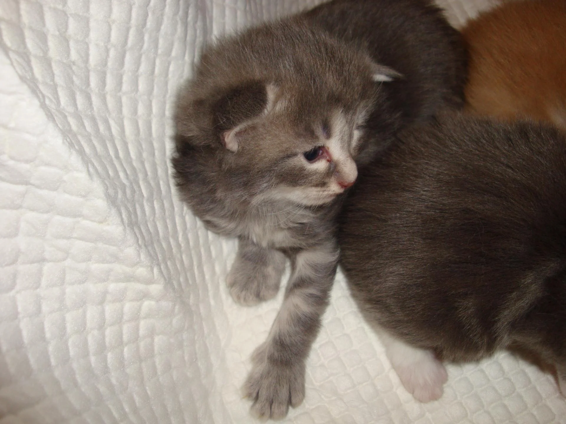 BB n°2 (blue silver)...