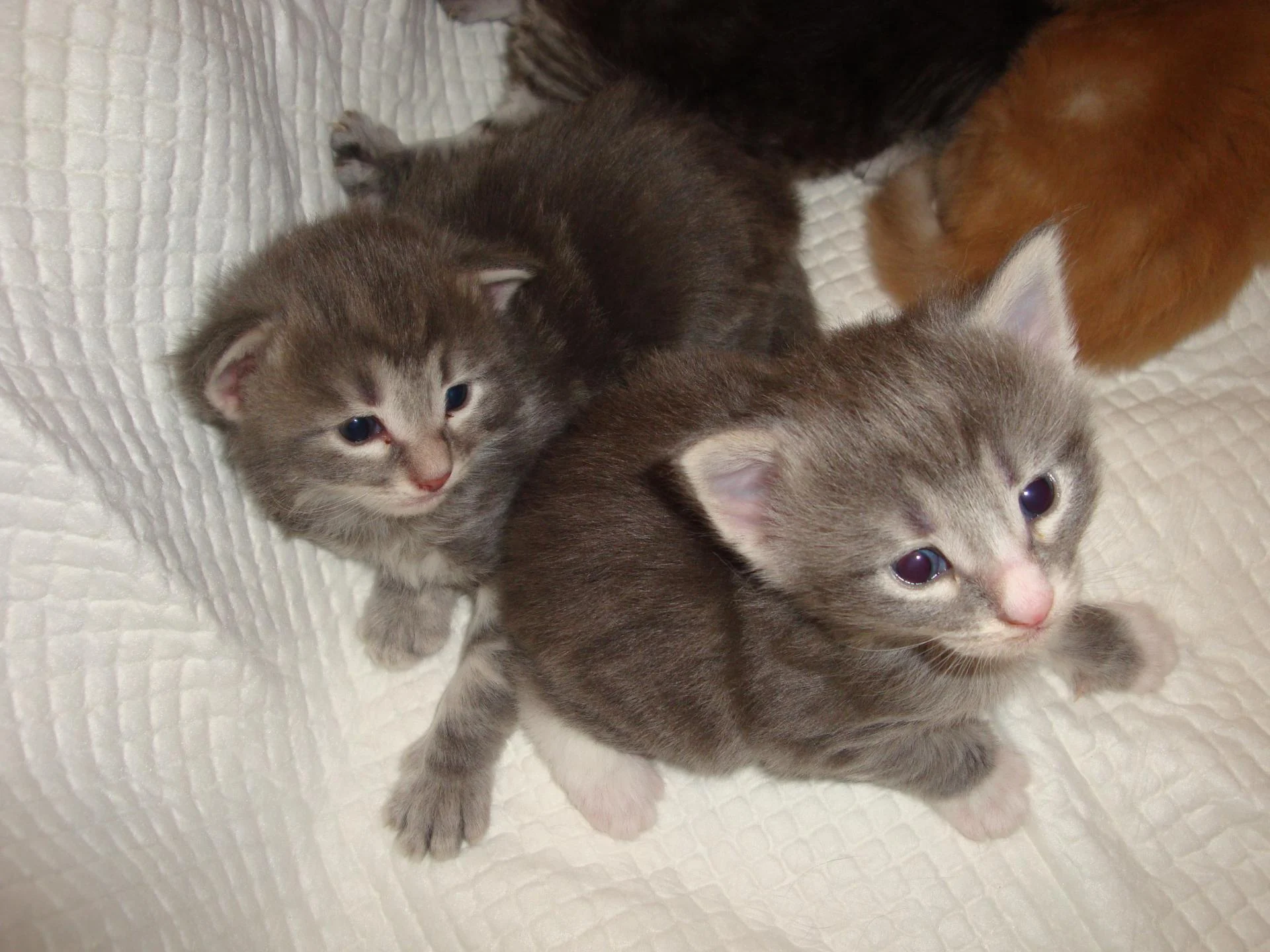 Les 2 blues ( à gauche le frérot, à droite sa soeurette!)