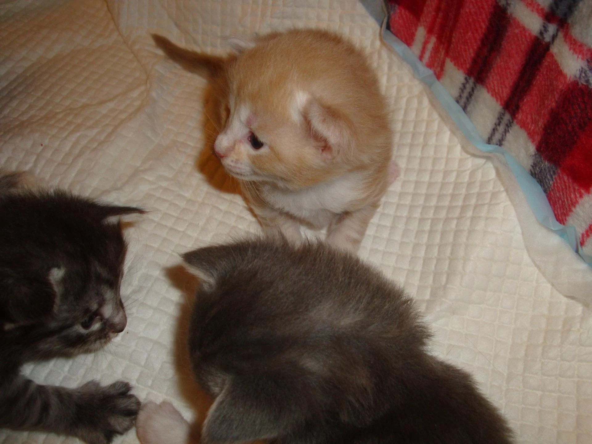 BB n° 4 (Réservé)