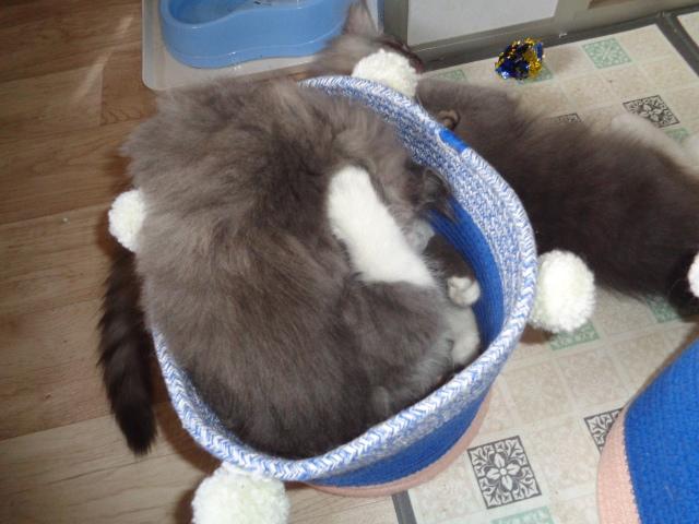 Panier plein!!