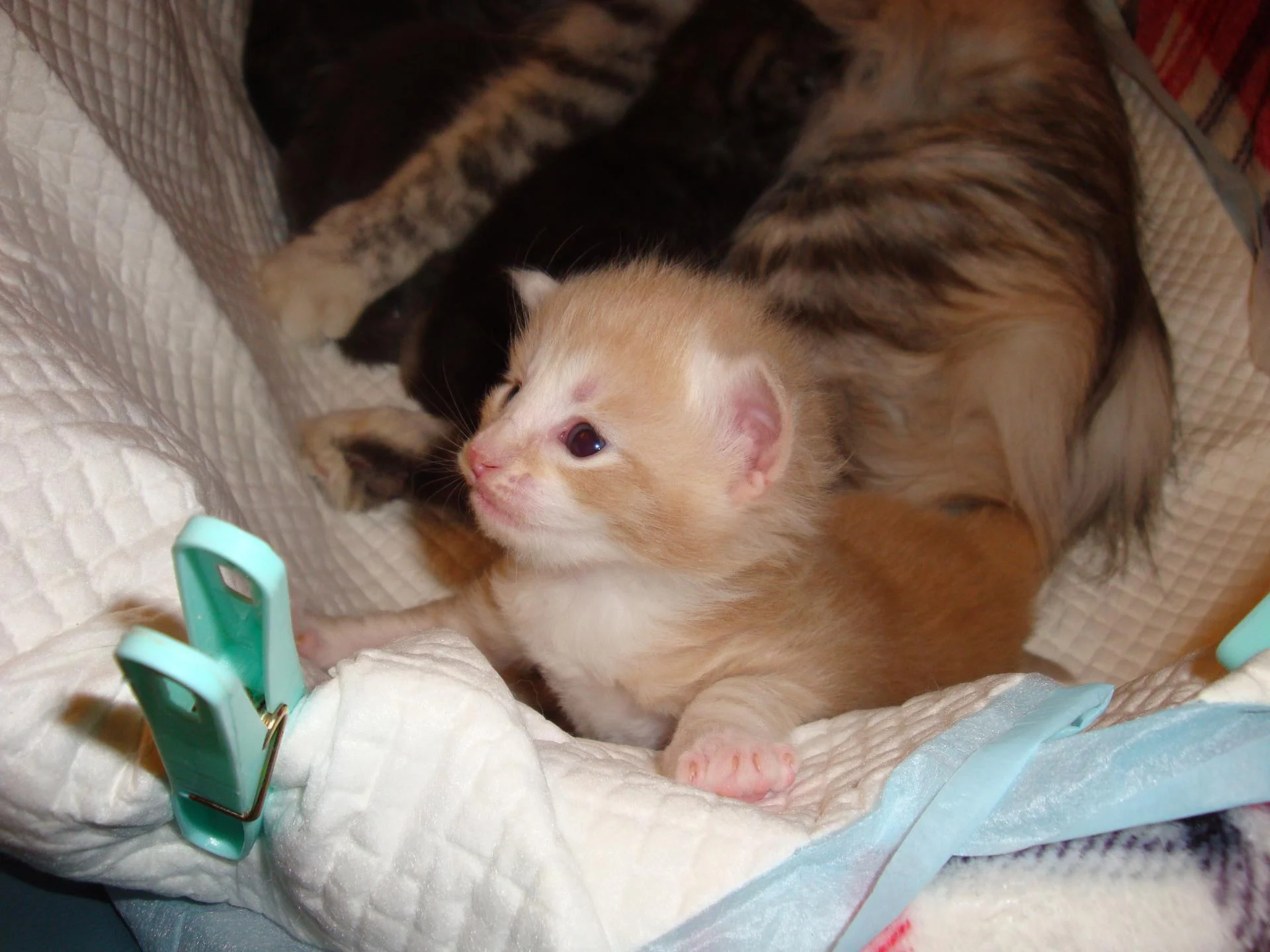 Pour ma future maîtresse!