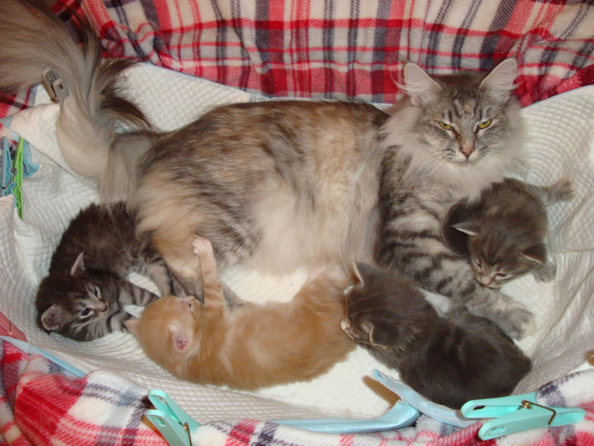 Chatons en guirlande!