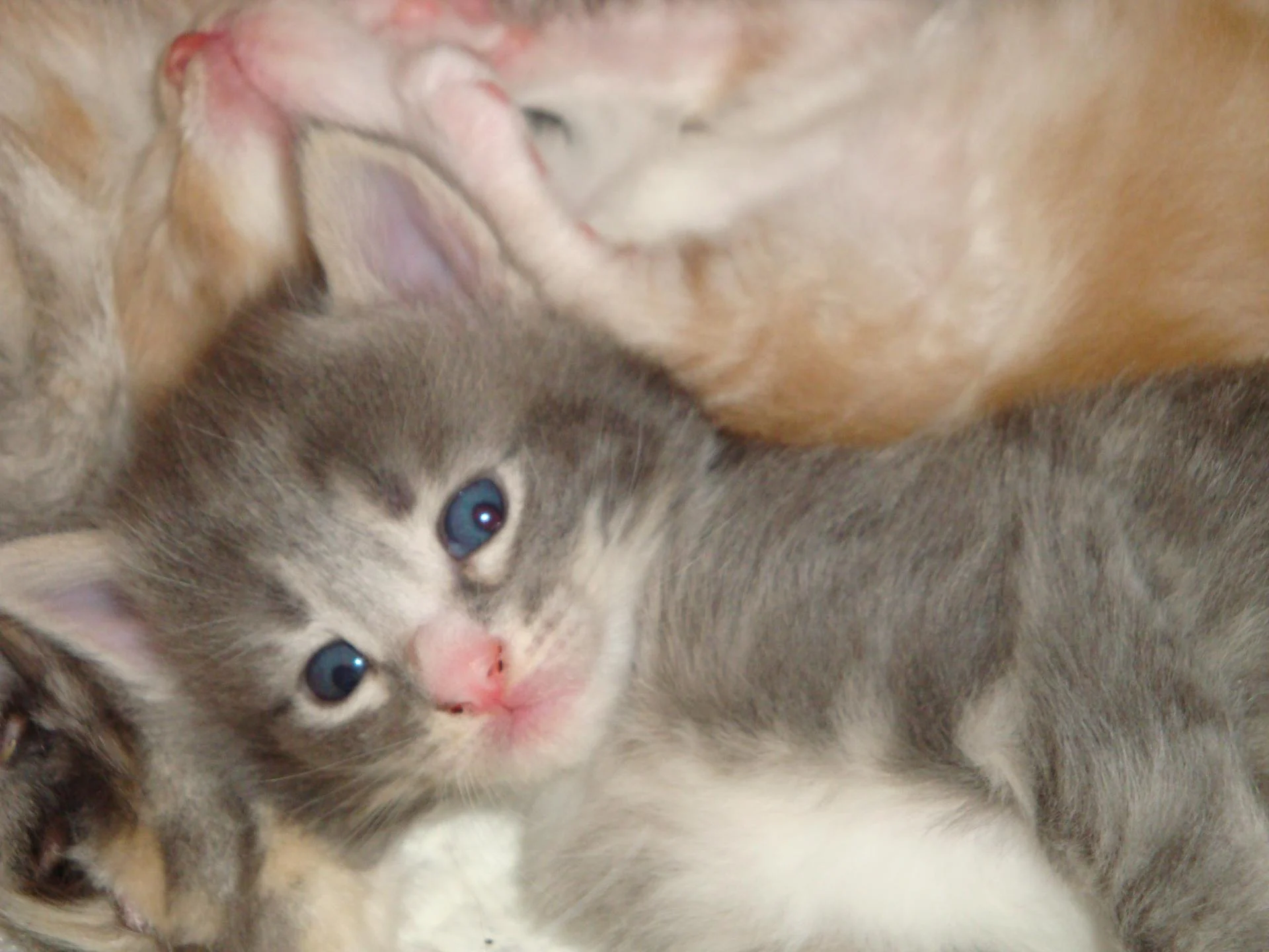 La petite beauté blue...CRAQUANTE!