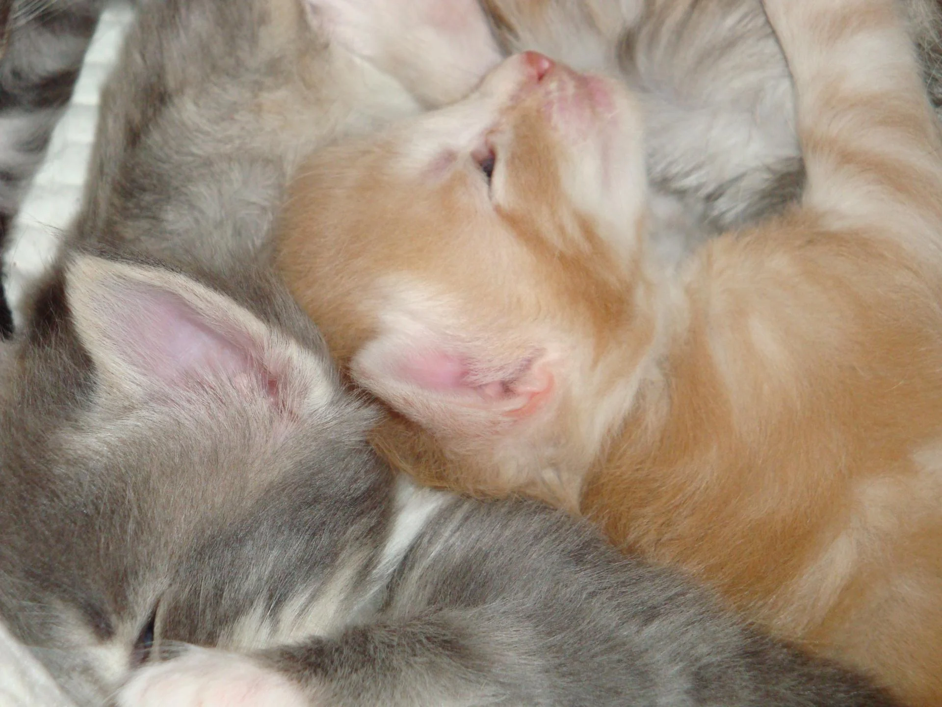 La demoiselle blue et bb n° 4... (réservé)