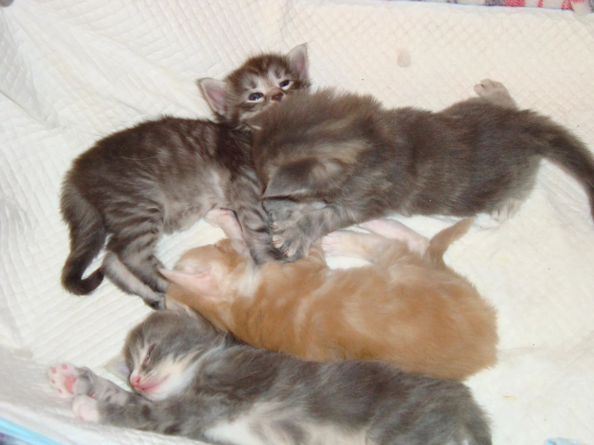 Chatons en millefeuille!