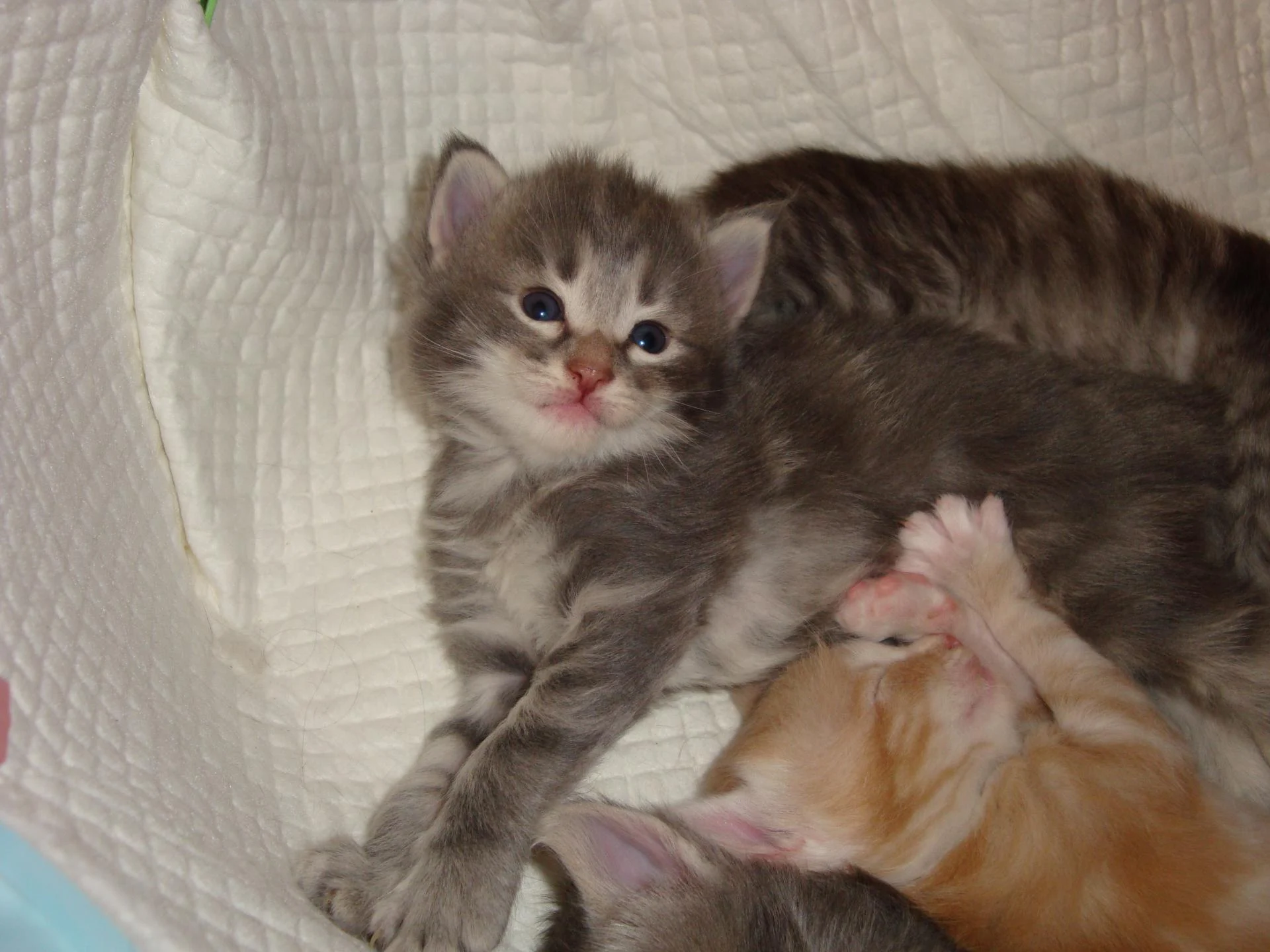 Toujours aussi chou (bb n°2) !