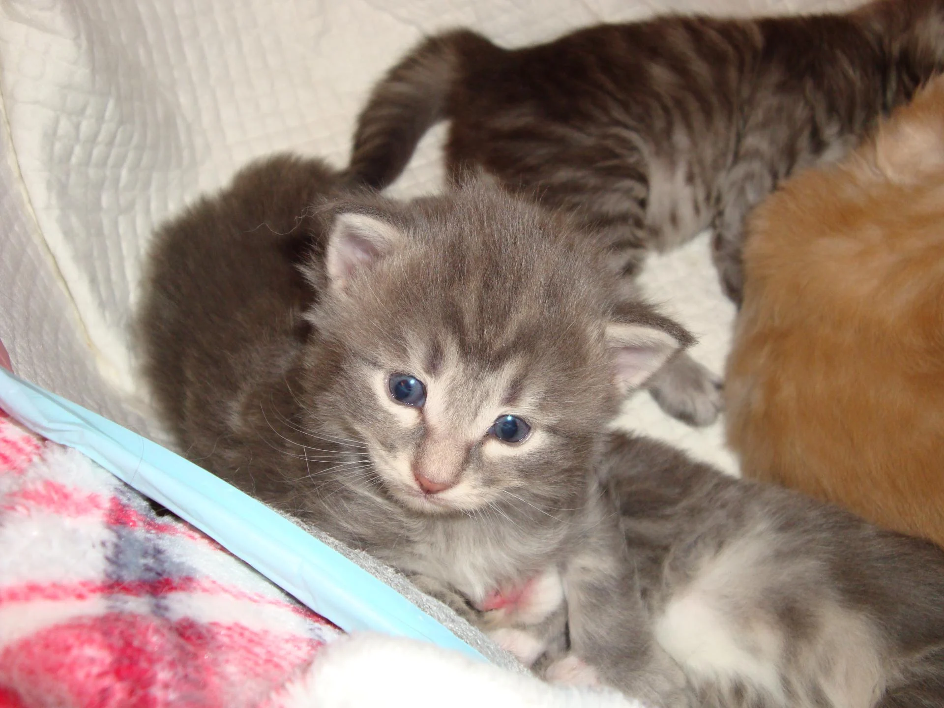 Hello, je vous plais? (BB fille)