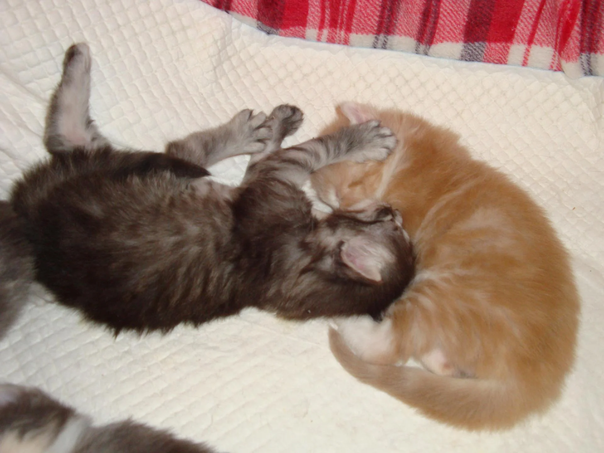 Sieste entre gars, black et red!