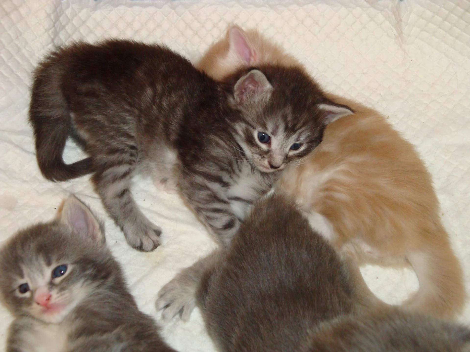 En haut, B... (bb n° 3), sacré gaillard!