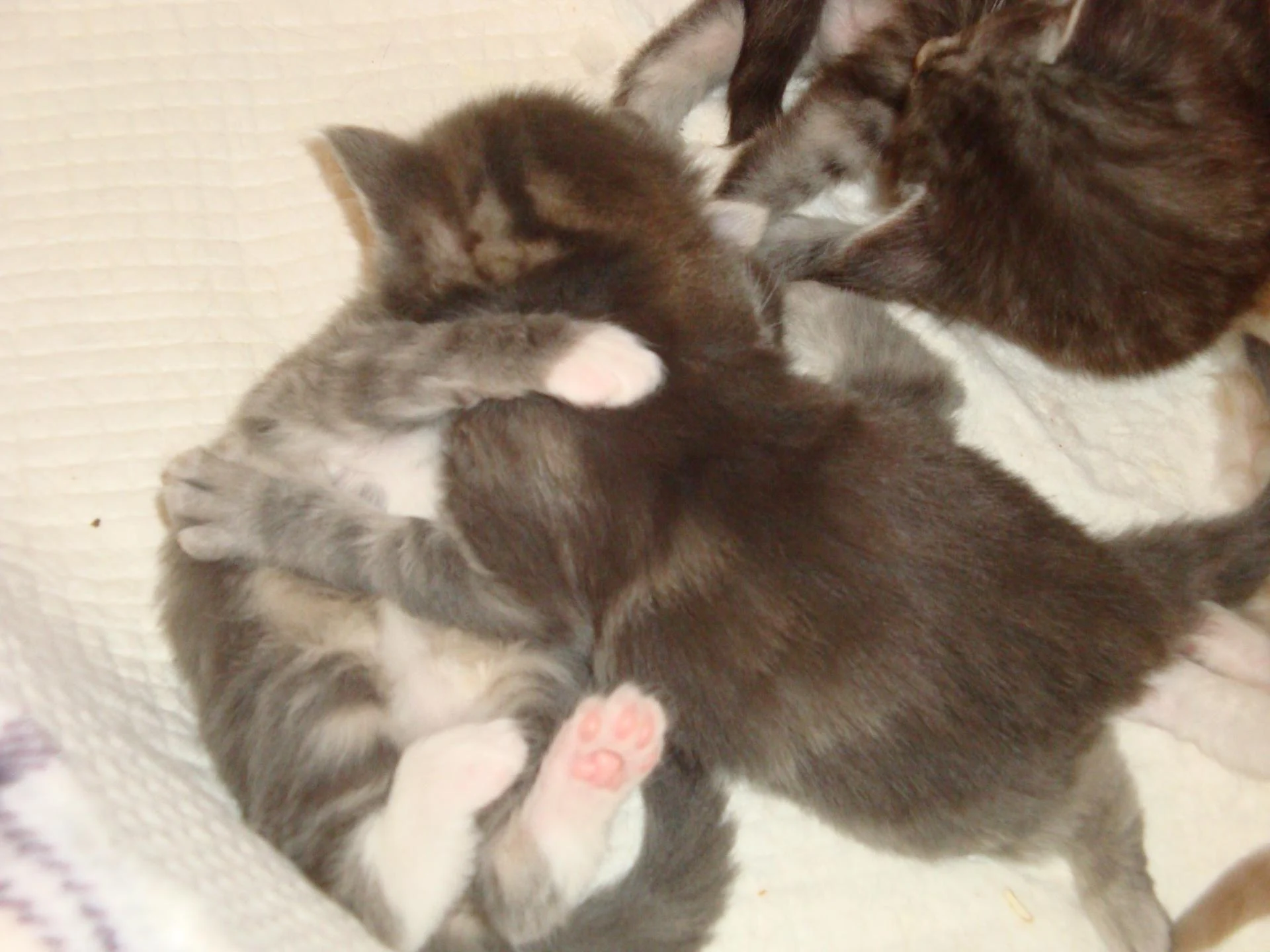 Valsons, ma soeur!!! (Les 2 blues)