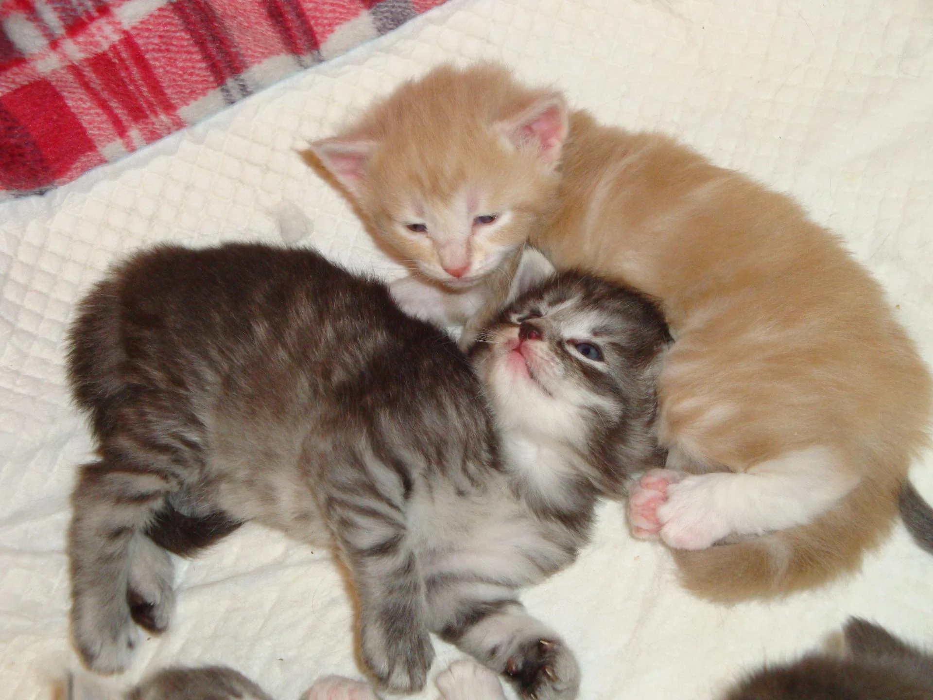 Avec mon frère le blue!