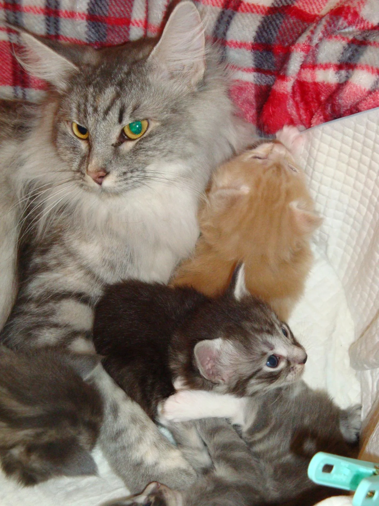 Bb n°3 tout étonné au centre...