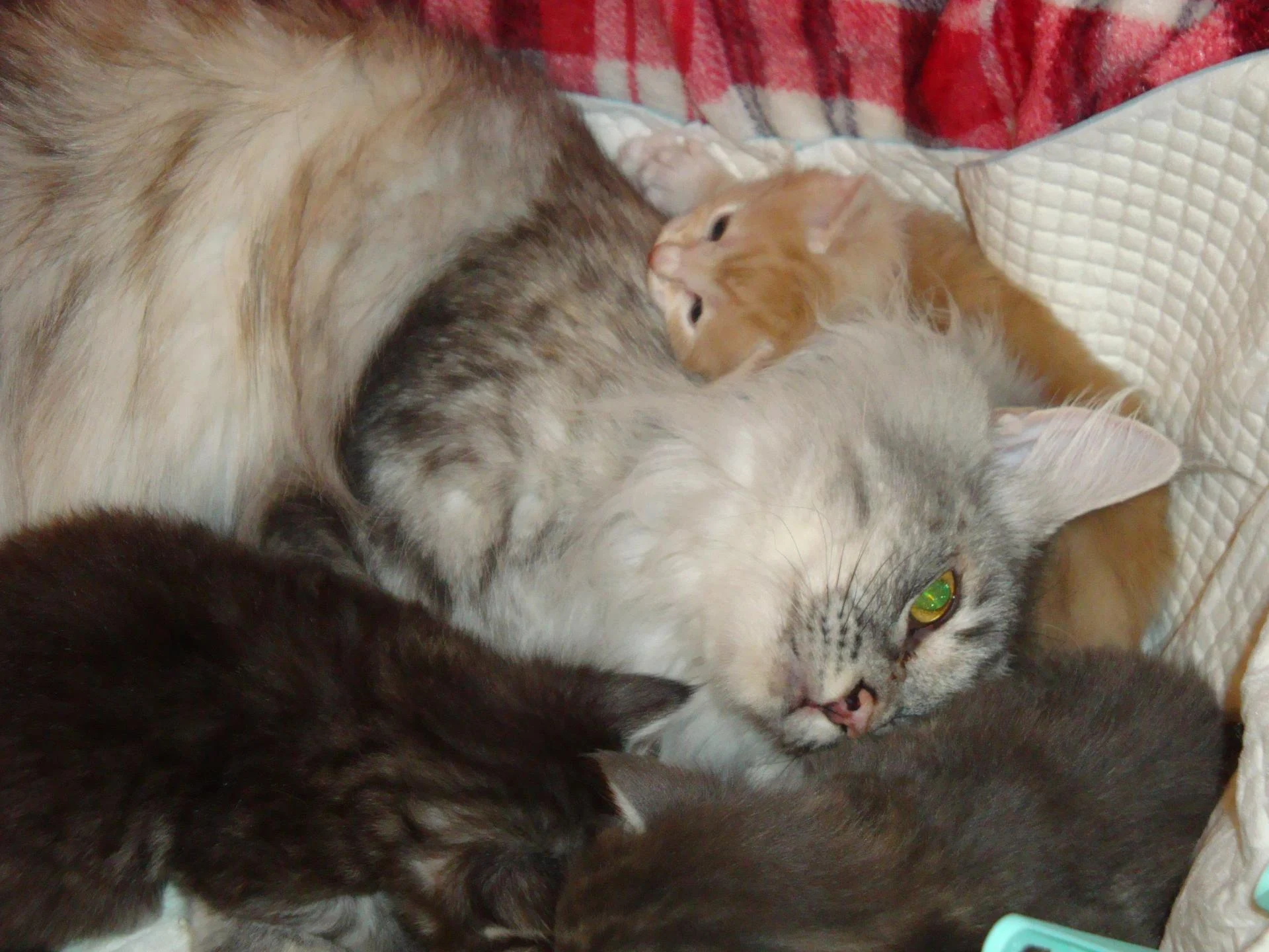 Câlinou en famille!