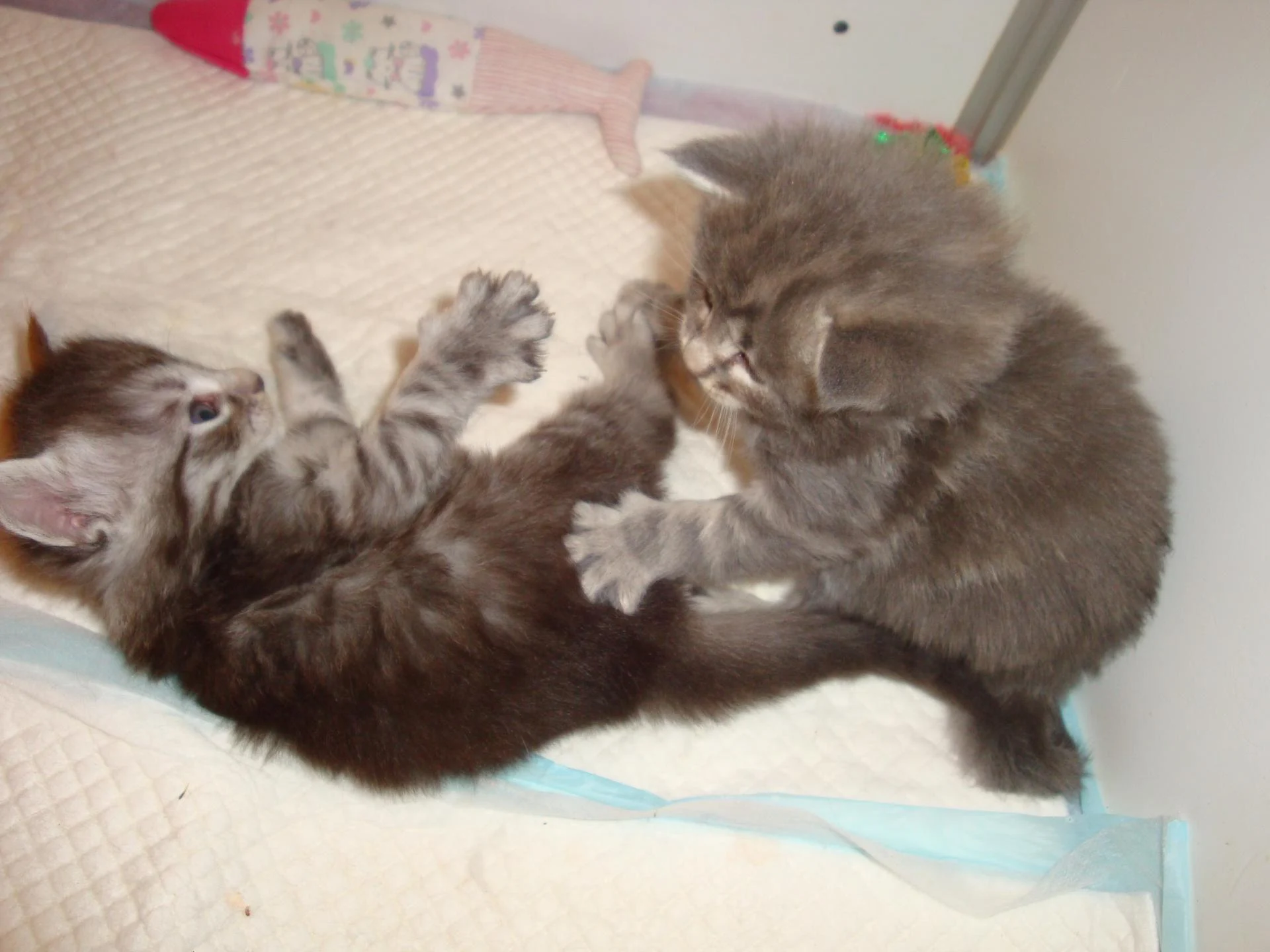 Black versus blue, bataille!