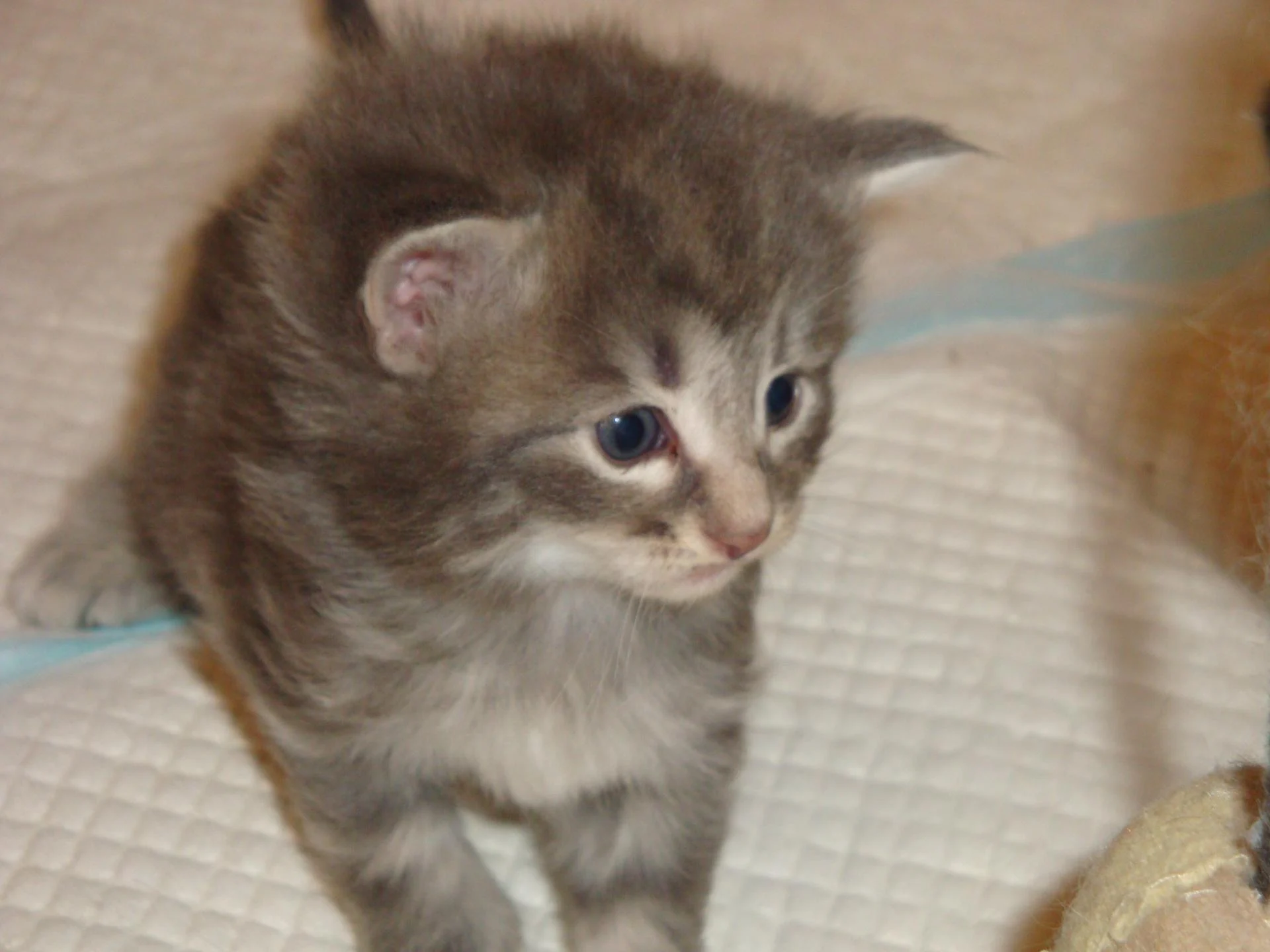 BB n°2 (BLUE silver) 