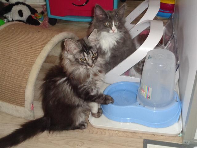 SAVANNA et SISLEY, les cousins!