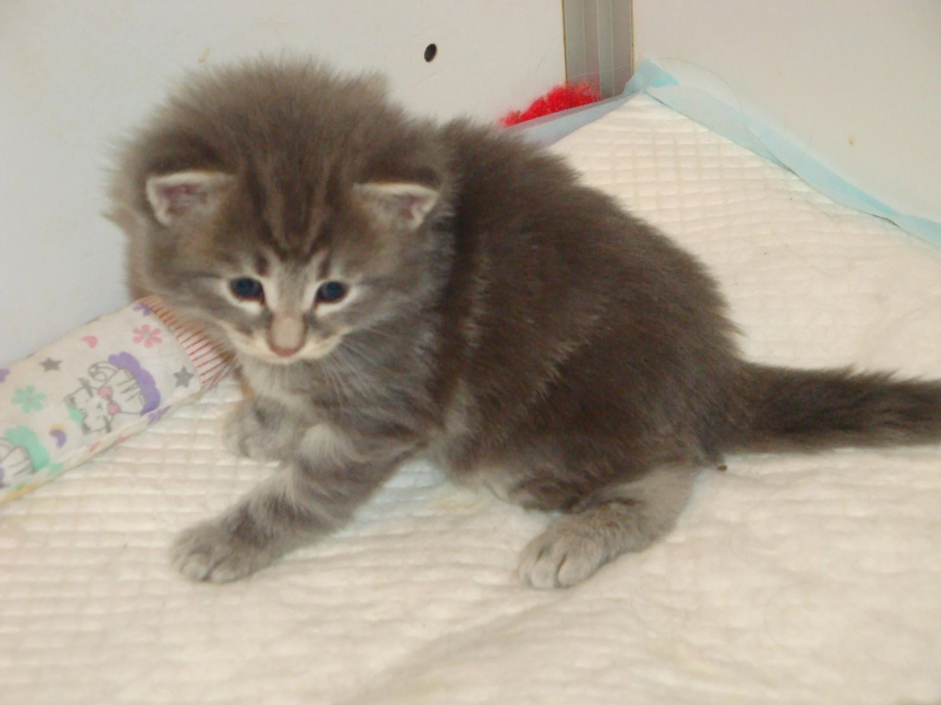 BB n° 2 aux aguêts!