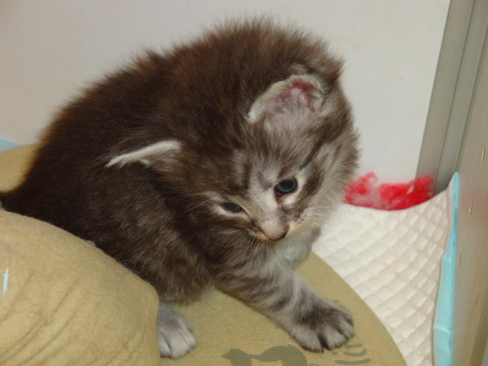 J'suis beau gars, non? (BB n °3)