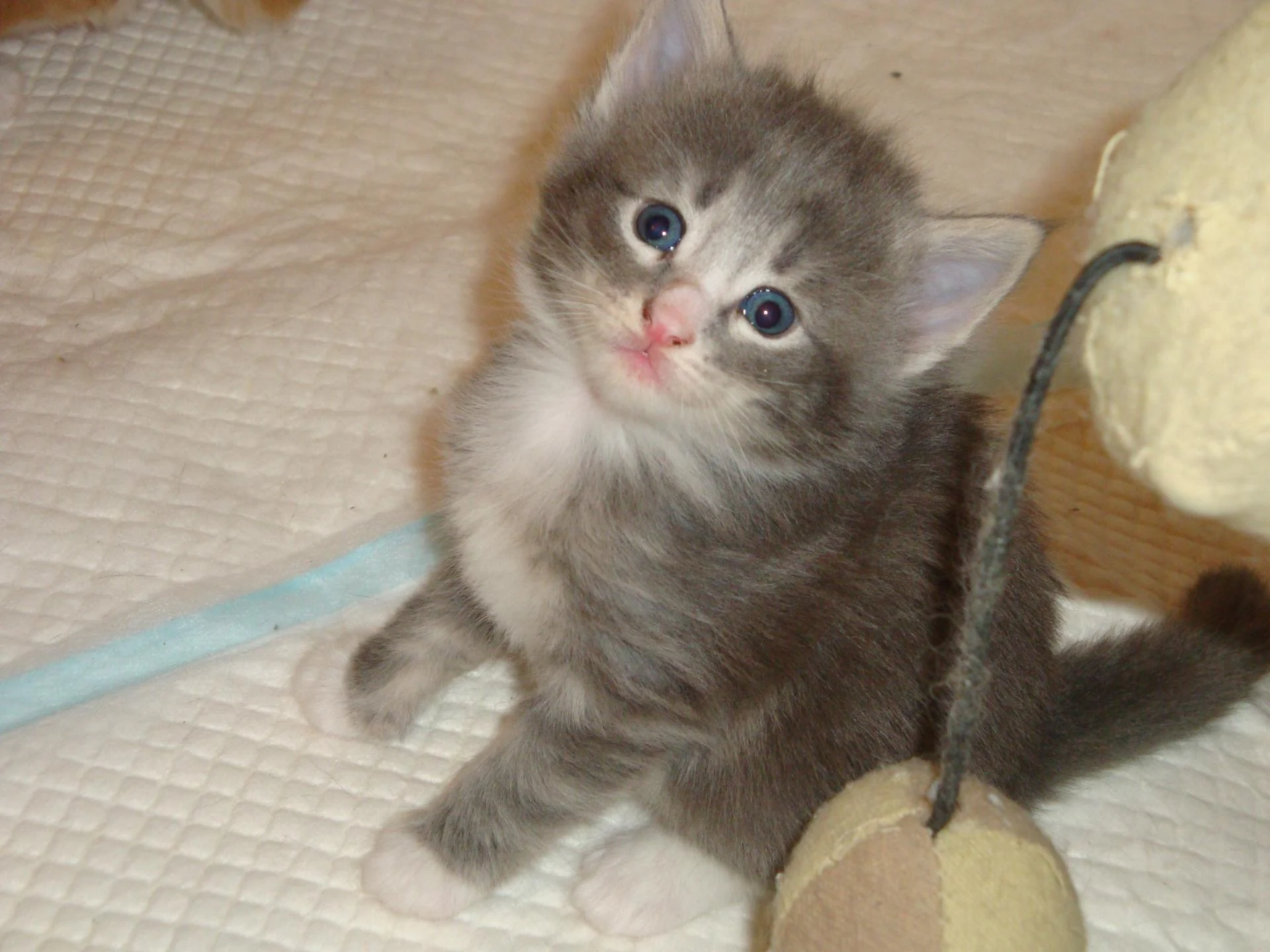 Z'avez-vu ma gorge de tourterelle??