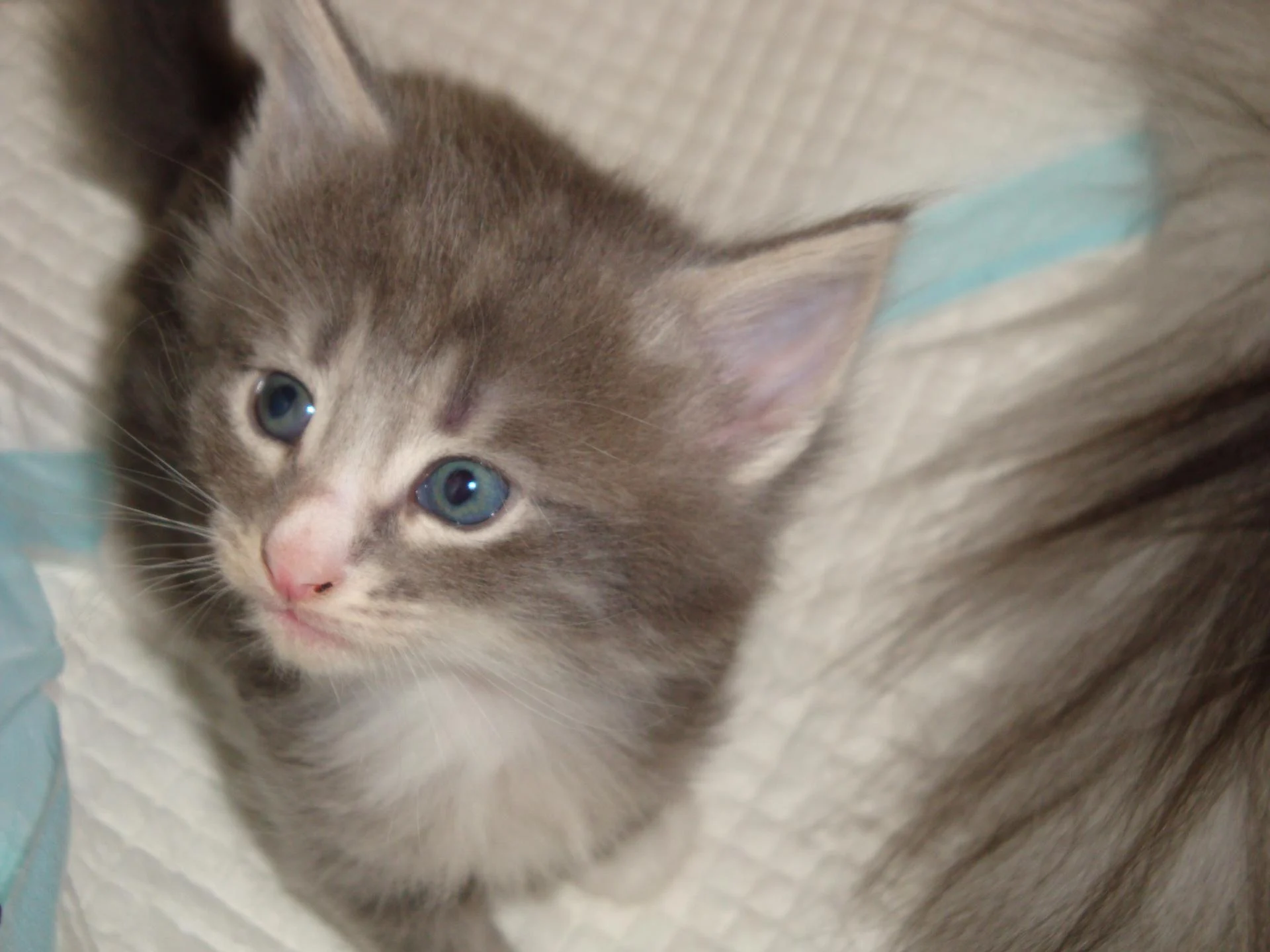 Bb fille blue silver (sous option) la si mignonne!