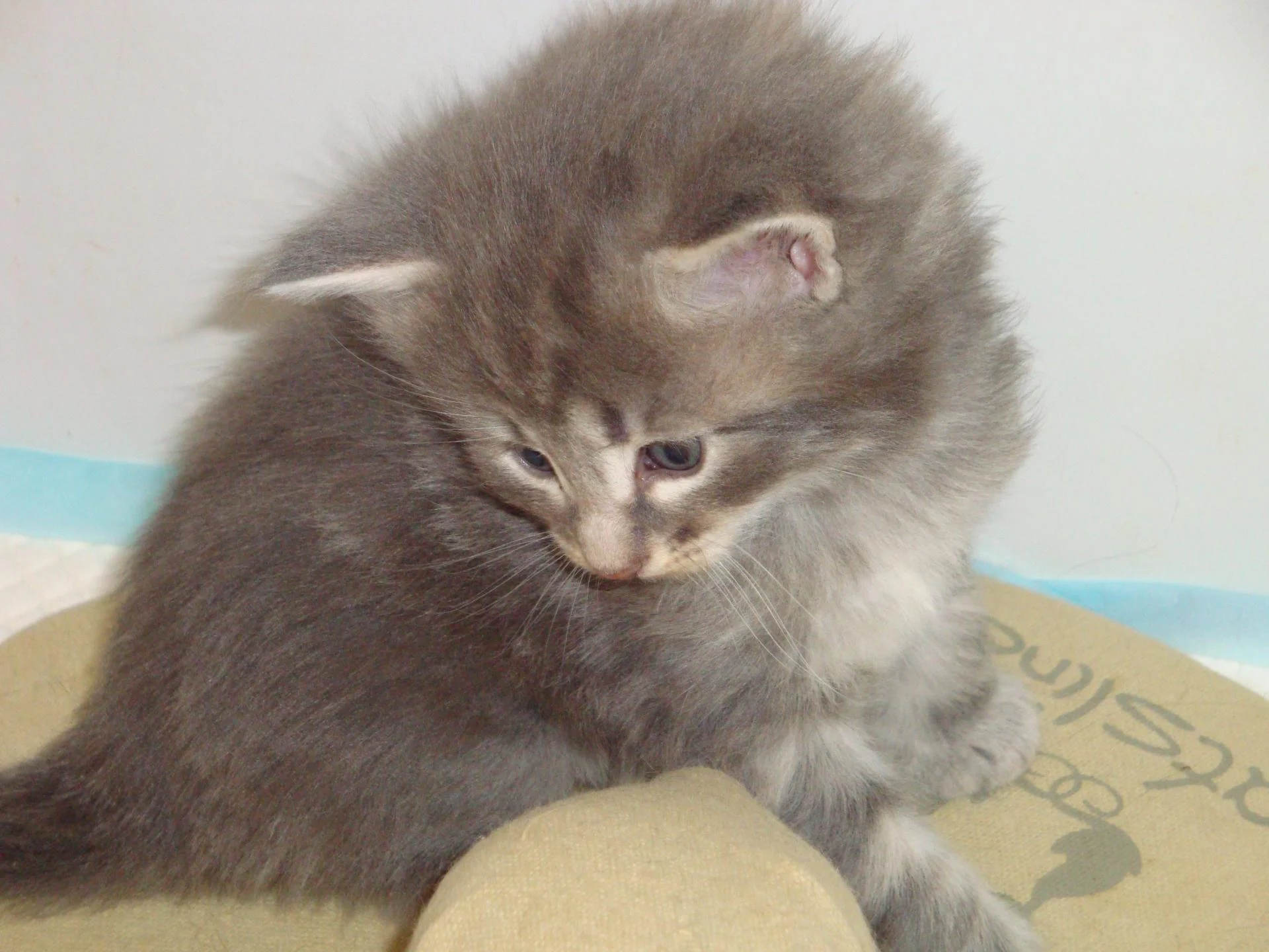 BB n°2 (blue silver) sous OPTION désormais.