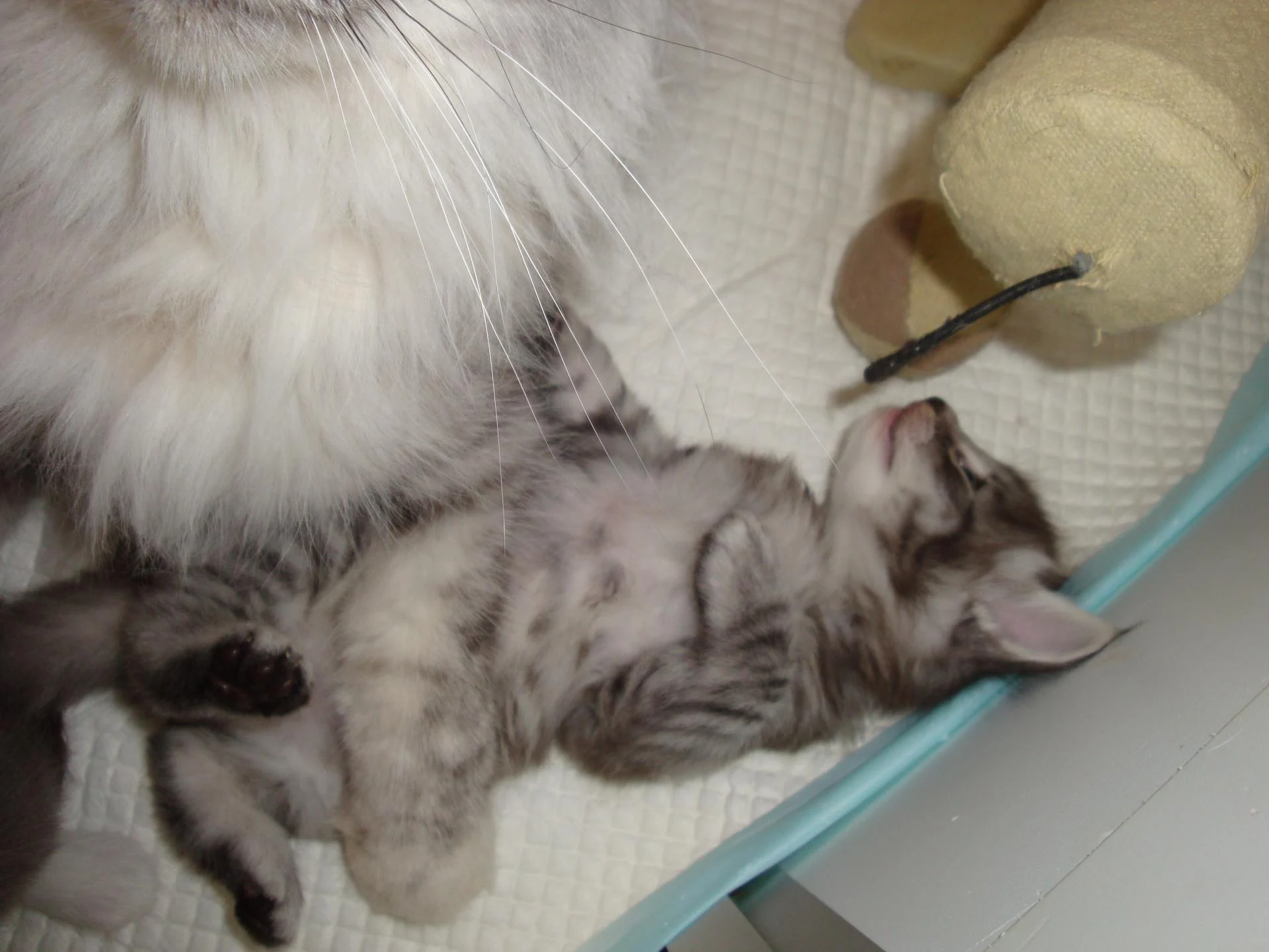 Bb black silver relax!