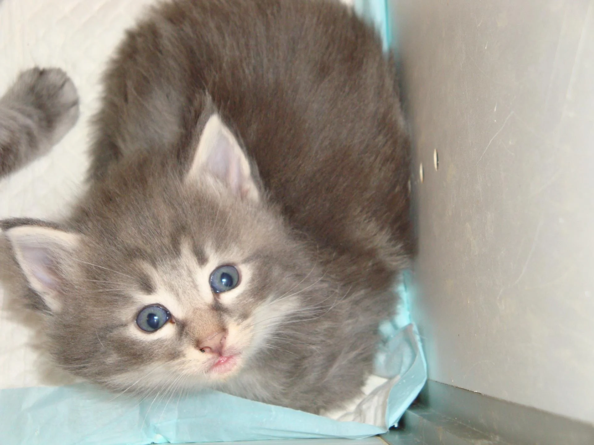 Au revoir et merci aux visiteurs.... Câlins!