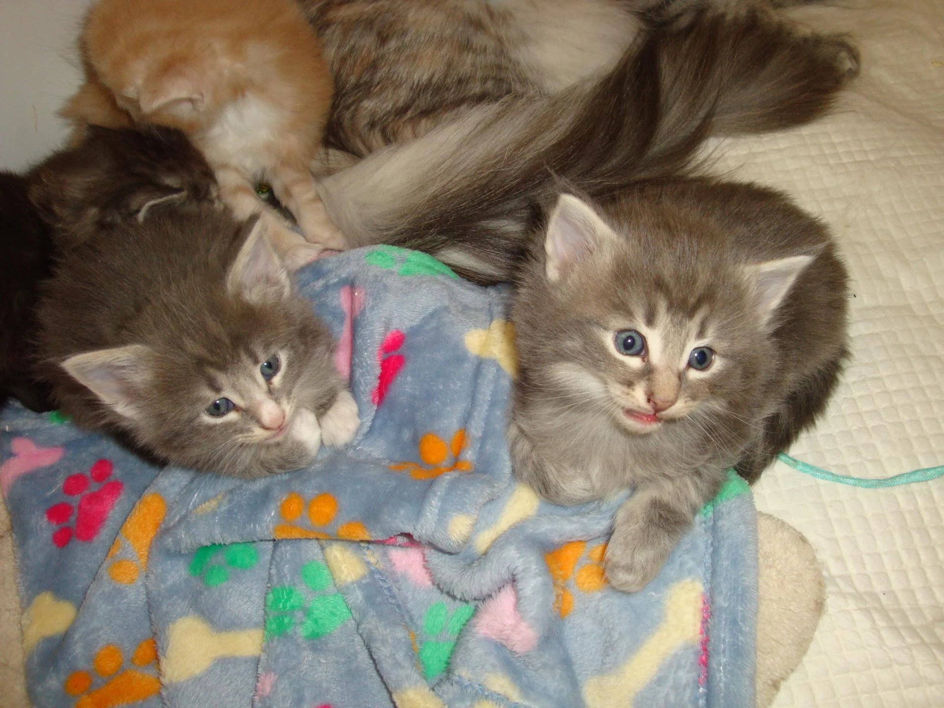 Les 2 bb blues silver (sous option ensemble!) très proches!