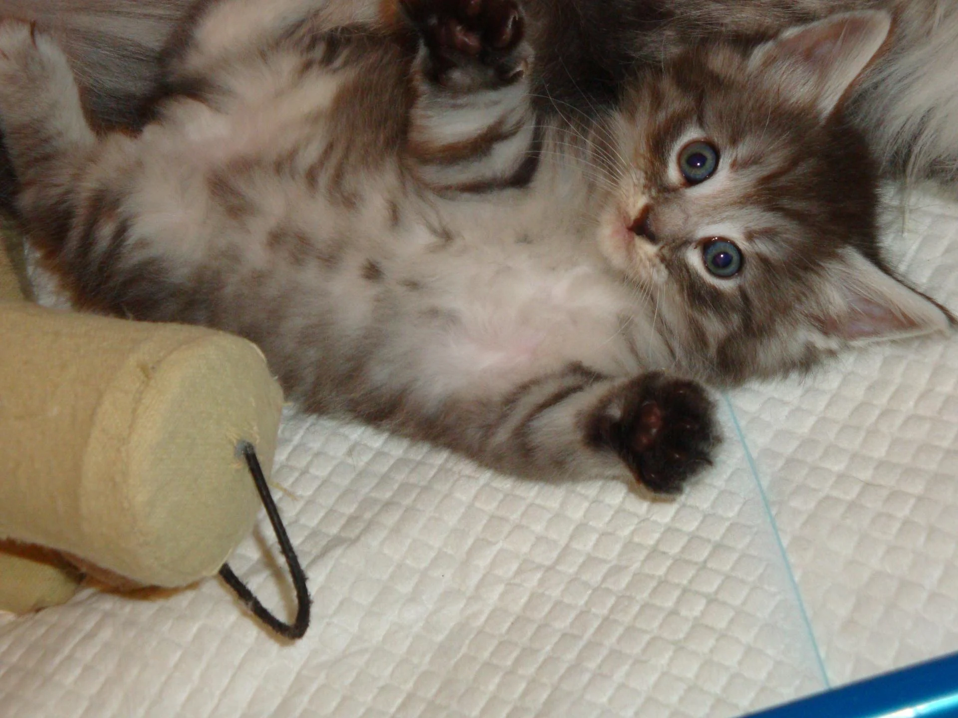 Hello, je vous vois!