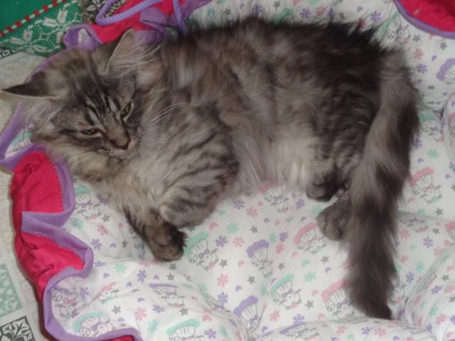 Quel beau coussin!