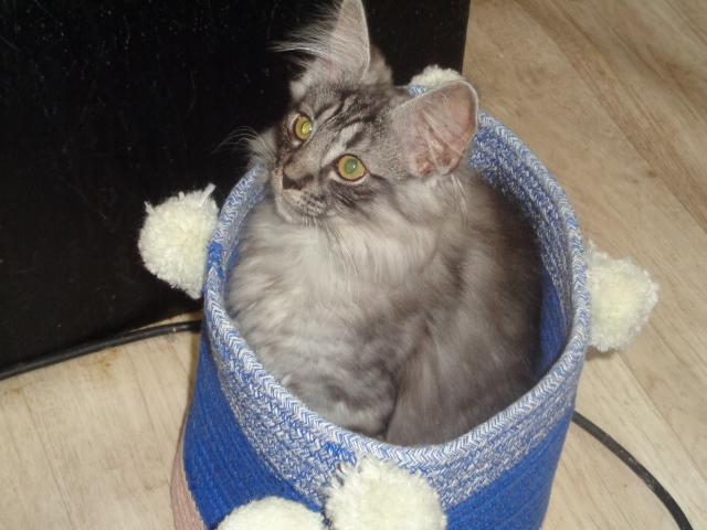 Chat...poché!