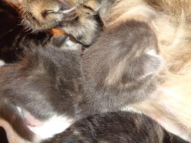 Tendre p'tit bout bleu...