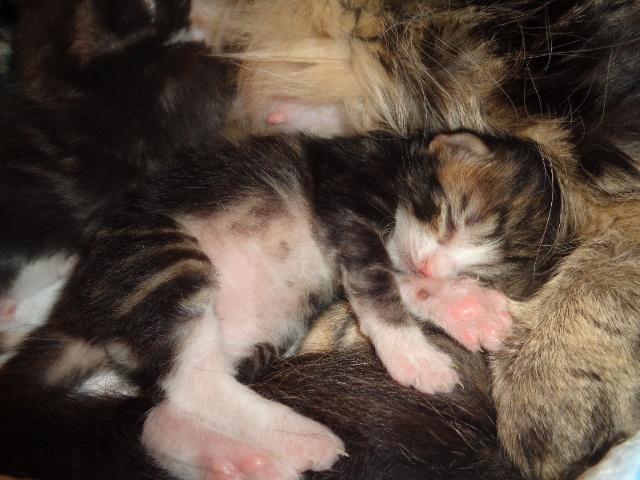 SRILOU dort...