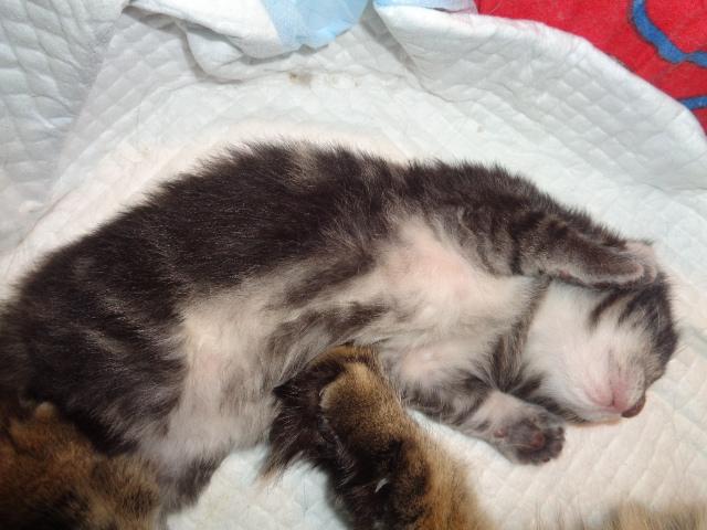 SANCHO, black silver blotched tabby