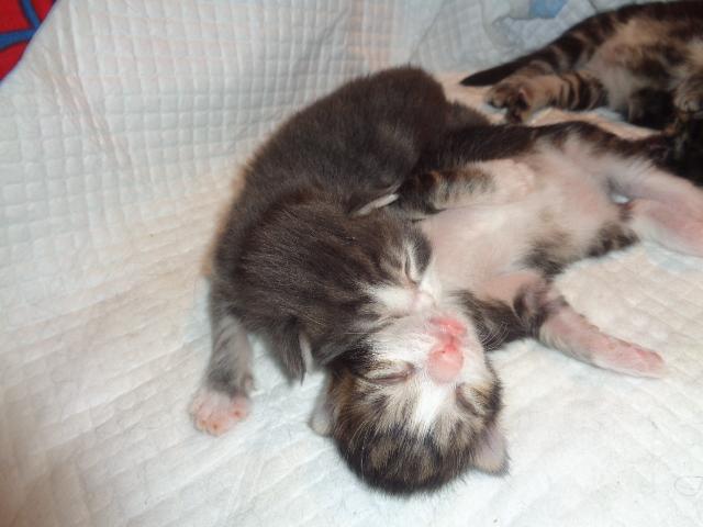 SRILOU black silver blotched tabby et blanc