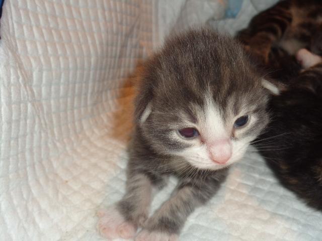 SHELSY, blue silver blotched tabby et blanc