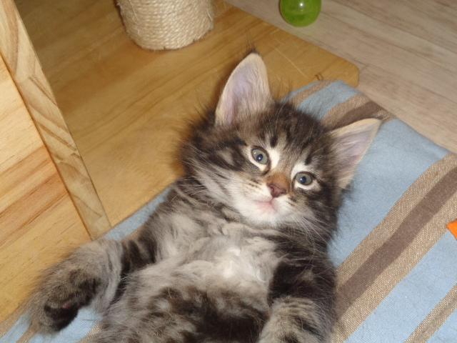 Trop chou!