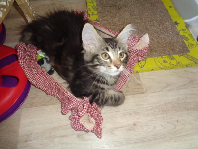 Enfin, dans le panier!