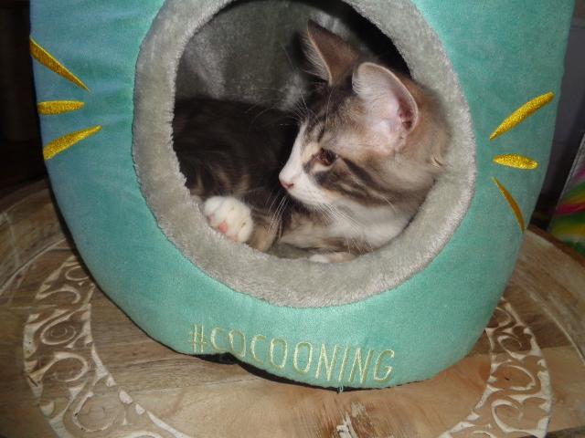 Cocooning...