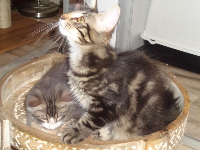Shelsy et Sancho, les deux frérots!