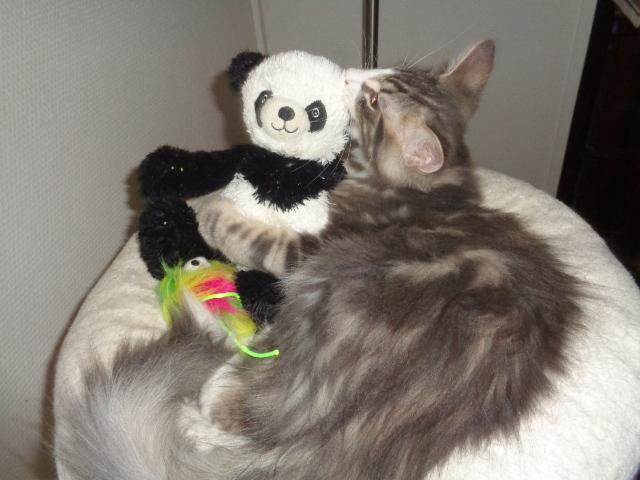 Avec l'ami Panda...câlin...