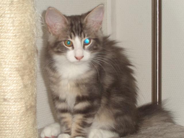 Yeux laser!!!