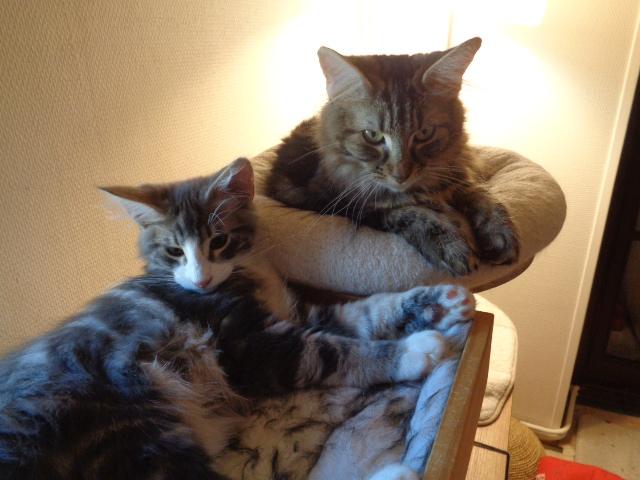 Shelsy et maman Prada (clair-obscur...)